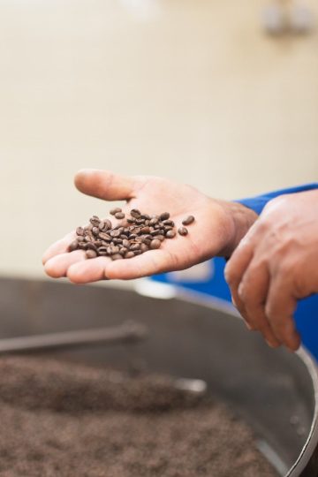 urutan pengolahan kopi metode kering