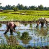 Petani mengatur kedalaman tanam bibit padi di sawah agar pertumbuhan tanaman lebih seragam.