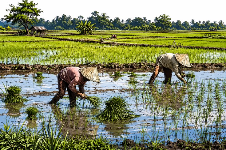 Petani mengatur kedalaman tanam bibit padi di sawah agar pertumbuhan tanaman lebih seragam.