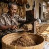 proses perajangan tembakau setelah kering