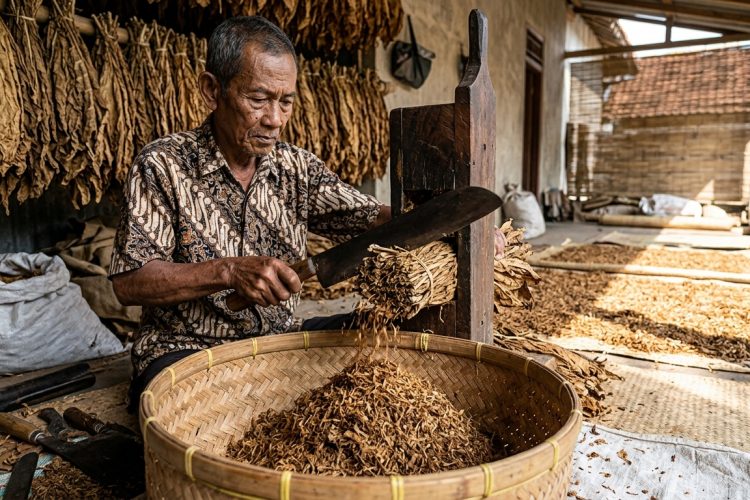 proses perajangan tembakau setelah kering