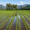 tips mengatur barisan tanaman padi