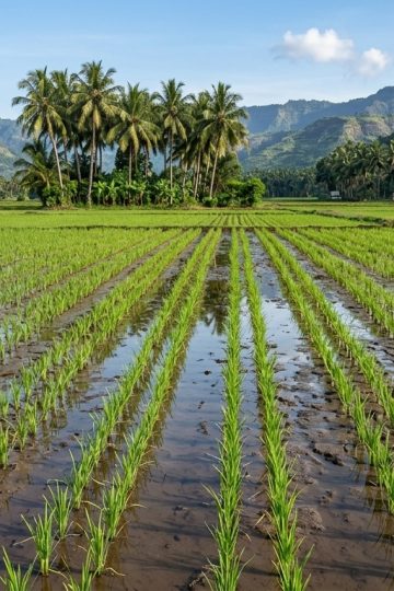 tips mengatur barisan tanaman padi