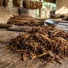 ukuran rajangan tembakau yang tepat