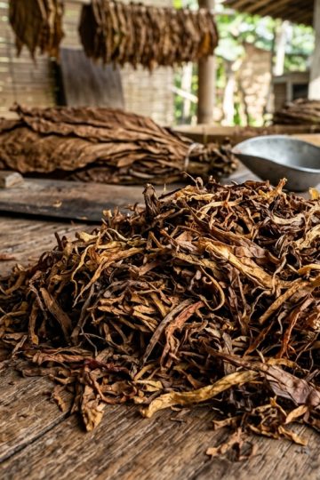 ukuran rajangan tembakau yang tepat